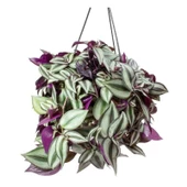 Alacalı Yapraklı Tradescantia Zebrina Telgraf Çiçeği Fidesi (5 adet) - 1