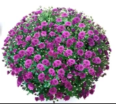 Özel Seri Bransmart Purple   Kasımpatı Krizantem Çiçeği Fidesi (1 Adet) - 1