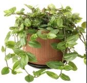 Tradescantia Flumensis Telgraf Çiçeği Fidesi(5 adet) thumbnail 1