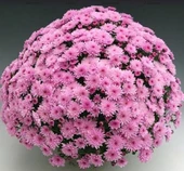 Özel Seri Branfountain Pink Kasımpatı Krizantem Çiçeği Fidesi (1 Adet) - 1