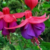 Leonita Semi Double Red Blue Küpe Çiçeği Fidesi (1 adet) thumbnail 1