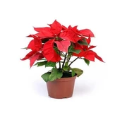 Yaprak Dökmeyen Poinsetia Atatürk Çiçeği Fidesi (2 Adet) thumbnail 1