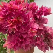 Pembe  Katmerli  Begonvil Çiçeği Fidesi (1 adet) thumbnail 1