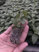 XXL Çiçekli Katmerli Pink Marshmallow Küpe Çiçeği Fidesi (1 adet thumbnail 2