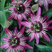 Tüplü Soğuklara Dayanıklı Pembe Çiçekli Passiflora Victoria Çiçeği Fidanı - 1