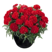 Nadir Kokulu Sweet Pleasure Red  Karanfil Çiçeği Fidesi (2 adet) - 1