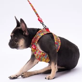 PawStar L24 Wow Sevk Kayışı - 4