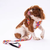 PawStar L29 Monsters Sevk Kayışı thumbnail 3