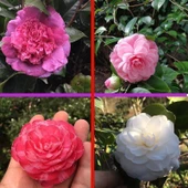 Tüplü Mixed Kamelya Fidanı (10-20 cm) 2 Adet - 1