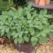 Culinaria Adaçayı Fidesi (10 adet ) thumbnail 1