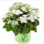 Koleksiyonluk Ariella White Vapur Dumanı Çiçeği Fidesi (1 adet) thumbnail 1