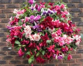 Sarkan Dev Çiçekli Fuchusia Karışık Küpeli Küpe Çiçeği Fidesi (10 Adet) - 1