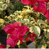 Alacalı Yapraklı Begonvil Çiçeği Fidesi (1 adet) Yaprakları Kızaran thumbnail 1