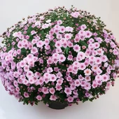 Özel Bransmart Pink Kasımpatı Krizantem Çiçeği Fidesi (1 Adet) ) - 1