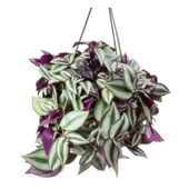 Alacalı Yapraklı Tradescantia Zebrina Telgraf Çiçeği Fidesi (5 adet) - 1