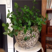 Tradescantia Albiflora Telgraf Çiçeği Fidesi(3 adet) - 1