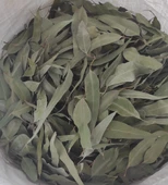 Okaliptus Yaprağı 200 gr ( Doğal Kurutulmuş, Elenmiş, Katkısız ) - 1
