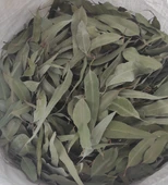 Okaliptus Yaprağı 500 gr ( Doğal Kurutulmuş, Elenmiş, Katkısız ) - 1
