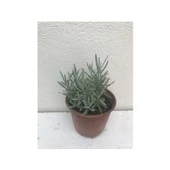 Aromatik Kokulu Lavanta Fidanı 1 Adet Angustifolia 10-20 cm - 1