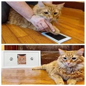 Kedi Köpek Pati İzi Fotoğraf Çerçevesi Seti - 5