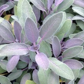 Purpurmantel Adaçayı Çiçeği Fidesi (2 adet ) thumbnail 1