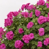 Grandeur İvy Violet Sakız Sardunya Fidesi (1 adet) - 1