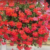 Ville De Paris Dark Pink Sarkan Sakız Sardunya Fidesi (1 adet) thumbnail 1