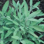 Fortado Adaçayı Çiçeği Fidesi (2 adet ) thumbnail 1