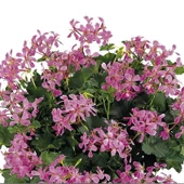Ville De Paris Lilac Sarkan Sakız Sardunya Fidesi (1 Adet) - 1