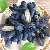 Tüplü Çekirdeksiz Finger Black Üzüm Fidanı (5 adet) - 12