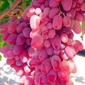 Tüplü Kokulu Kıtır Kıtır Yemesi Olan Özbek Üzüm Fidanı - 1