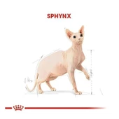 Royal Canin Tüysüz Sphynx Cinsi Yetişkin Kedi Maması 2 Kg - 4