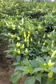 Misket Biberiye Biber Tohumu 5 gr - 3