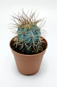 Mavi melo kaktüs Melocactus Azureus Türk şapkası kaktüsü - 1