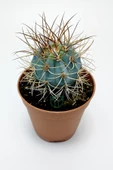 Mavi melo kaktüs Melocactus Azureus Türk şapkası kaktüsü - 2