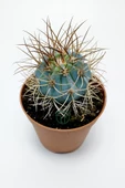 Mavi melo kaktüs Melocactus Azureus Türk şapkası kaktüsü - 3