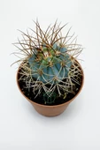 Mavi melo kaktüs Melocactus Azureus Türk şapkası kaktüsü - 4