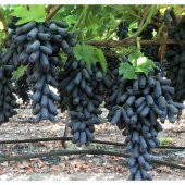 Tüplü Aroması Bol Çekirdeksiz Finger Black Üzüm Fidanı thumbnail 1
