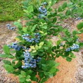 Tüplü Bluecropt Yaban Mersini Fidanı - 2