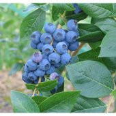 Tüplü Chandler Yaban Mersini Fidanı - 2