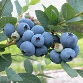 Tüplü Brigitta Yaban Mersini Fidanı thumbnail 2