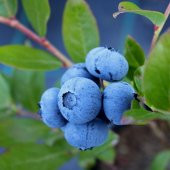 Tüplü Darrow Yaban Mersini Fidanı thumbnail 3