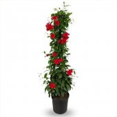 Tüplü Red Mandevilla Fidanı (20-30 cm) - 1