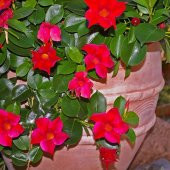 Tüplü Red Mandevilla Fidanı (20-30 cm) - 5