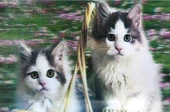 Parti Aksesuar 5D Elmas Boyama Sevimli Kediler İkili Kedi Resmi Tablosu 40x60 cm - 1