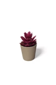 Saksılı Yapa Çiçek Sükülen Royaleks-5675 - 1