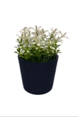 Çizgili Yuvarlak Saksı Çiçek Royaleks-5706 - 1