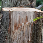 1 Adet Plastik Saplı Bıçak Çakı Soğuk Aşı Macunu Profesyonel Çelik Tepeli Uç Bağ Ağaç Budama Bıçağı - 4