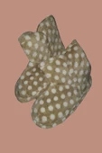 Kadınlara Özel Panduf - 1