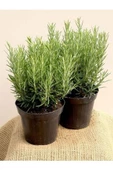 Biberiye Fidanı Rosmarinus Officinalis thumbnail 1